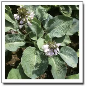 Abraham Lincoln Hosta