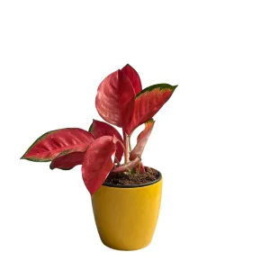 Aglaonema Red Valentine,Prestige Premium Variety Natural Live Plant in Pot