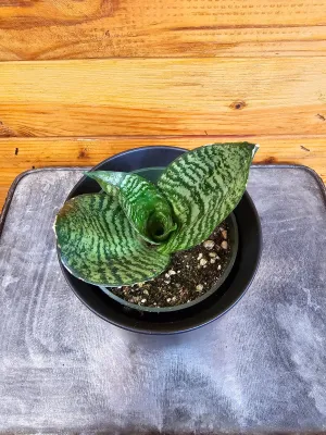 Sansevieria Green Hahnii, 4" Plant