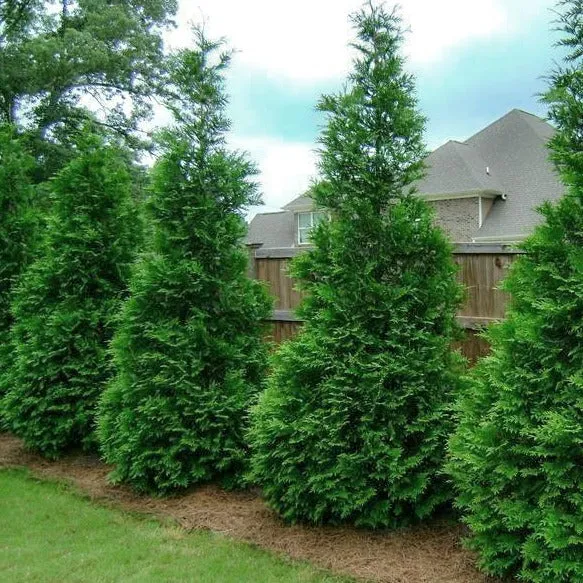 Thuja Green Giant