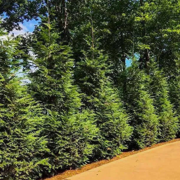 Thuja Green Giant