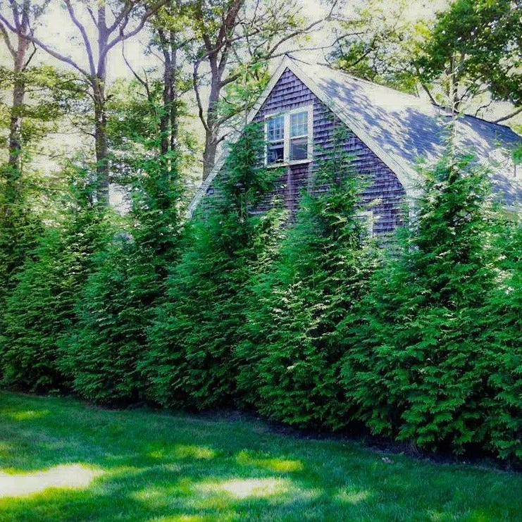 Thuja Green Giant