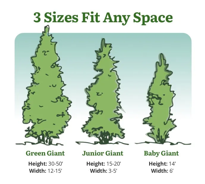 Thuja Green Giant