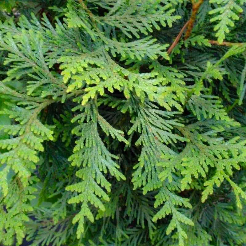 Thuja Green Giant